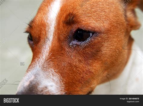 Dog Eyes Infection Image And Photo Free Trial Bigstock
