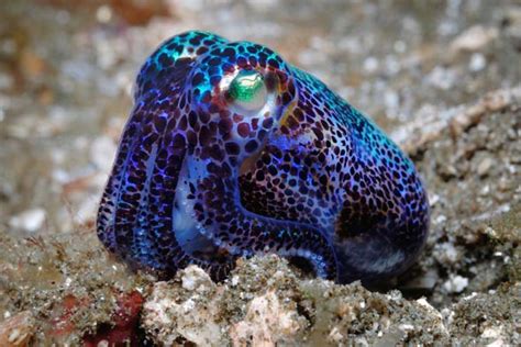 Bobtail Squid Ferrebeekeeper