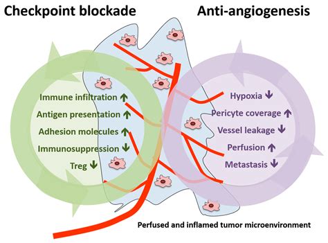 Ijms Free Full Text Synergies Of Targeting Tumor Angiogenesis And