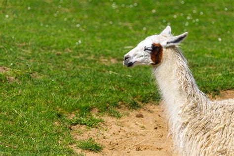 Profile Of A Llama Free Stock Photo Public Domain Pictures
