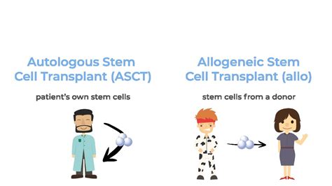 What Are The Different Types Of Stem Cell Transplants YouTube