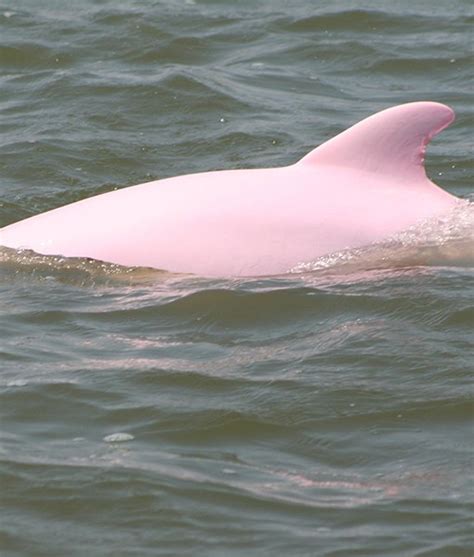 Photos Pinky The Pink Bottlenose Dolphin Nbc4 Wcmh Tv