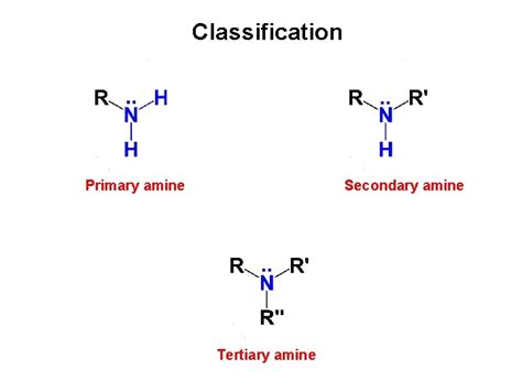 Classification Of Amines Their Naming And Properties Biogenic Amines Reverasite