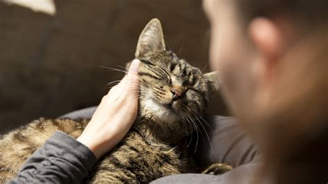 Cats tend to get a bad rap. OMG! Your Cat Can Make You Sick. A Study On Cat-Scratch ...