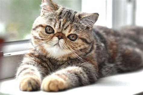 Exotic Shorthair Cat Breed Information And Characteristics