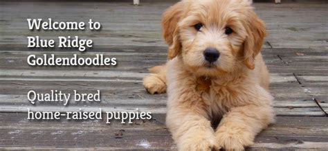 Please use the contact us button below to send in your request including the size goldendoodle you are seeking, where you live. Goldendoodle Puppies for Sale - Health Guaranteed!