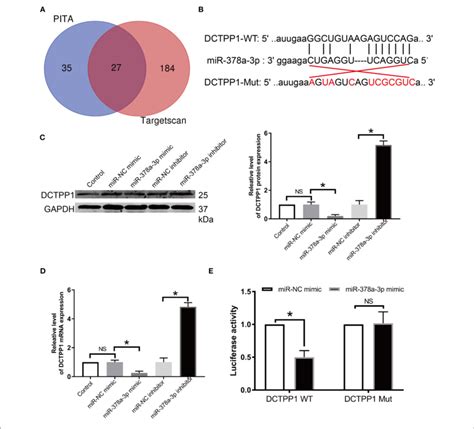 dctpp1 is directly regulated by mir 378a 3p a mir 378a 3p is download scientific diagram