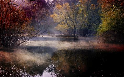 Wallpaper Sunlight Trees Landscape Colorful Forest