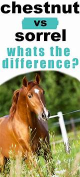 All sorrel horses are chestnut, but not all chestnut are sorrels. Pin on Horse Colors - Sorrel / Chestnut Horses
