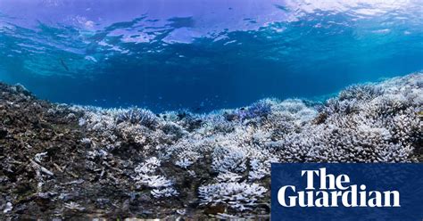 Coral Bleaching In Okinawa In Pictures Environment The Guardian