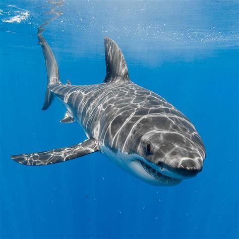 Great White Sharks — Georgeprobst A Male Great White Shark Great