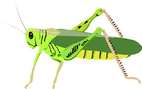 Grasshopper Clipart Clip Art Library