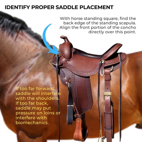 Saddle Assessment Natural Horseman Saddles