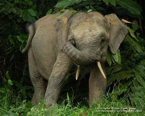 Baby Pygmy Elephant Flickr Photo Sharing