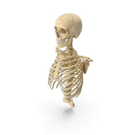 In males, expansion of the rib cage is caused by the effects of testosterone hormone during puberty; Human Rib Cage Spine Male Skull Clavicle and Scapula Bones ...