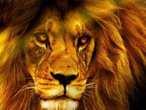 Free Download Lion Face Wallpaper Forwallpapercom 1024x768 For Your