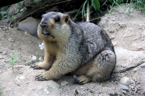 Tarbagan marmot (Marmota sibirica) - ZooChat