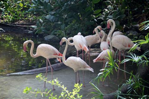 Free Images Wildlife Zoo Jungle Beak Pink Feather Fauna Birds