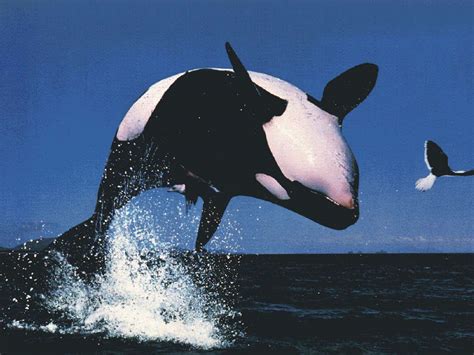 All Photos Gallery Orca Jumping Orca Jumping Out Of Water Orcas Jumping