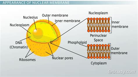 Examples of animal cell in a sentence, how to use it. Nuclear Membrane: Definition & Functions - Video & Lesson ...