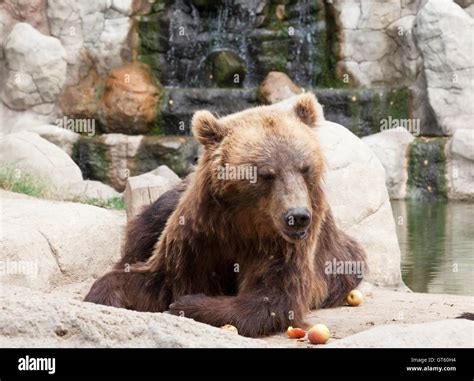 Big Kamchatka Brown Bear Stock Photo Alamy