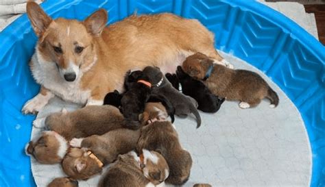 Corgi Takes In Orphaned Pit Bull Puppies As Her Own Cesars Way