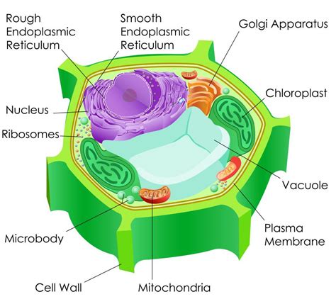 What Are Organelles With Pictures