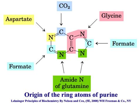 Biosynthesis Of Purine And Pyrimidine Nucleotides And Their Regulation