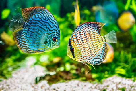 Care Guide For Discus Fish The King Of The Freshwater Aquarium
