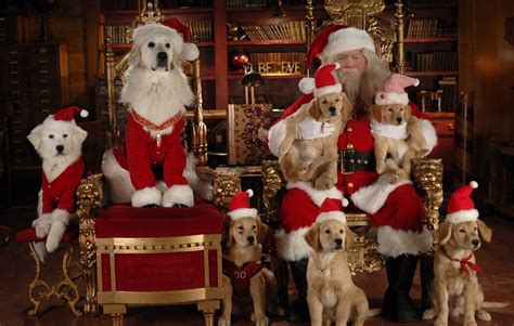 Invite a dog or cat into your home! Dog Picture With Santa Claus