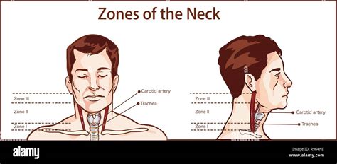 Zones Of The Neck Vector İllustration Stock Vector Image And Art Alamy