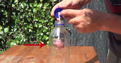 Homemade Bottle Wasp Trap That Works Global Gardening Secrets