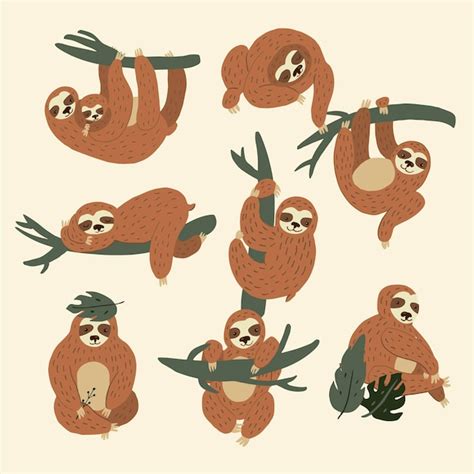 Premium Vector Sloth Animal Vector Illustrations Set