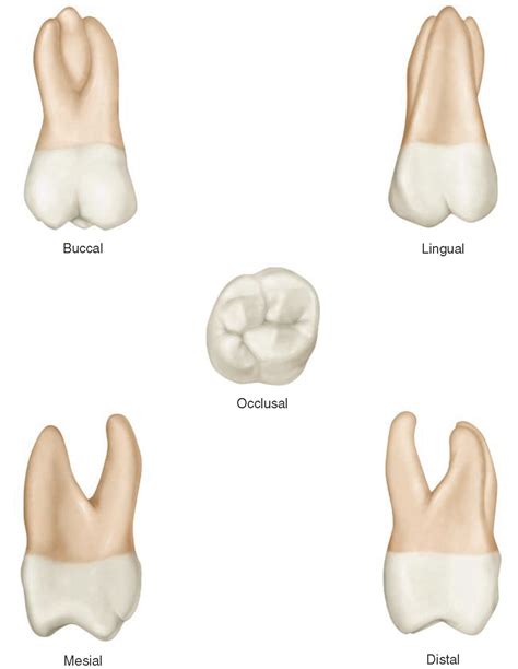 The Permanent Maxillary Molars Dental Anatomy Physiology And
