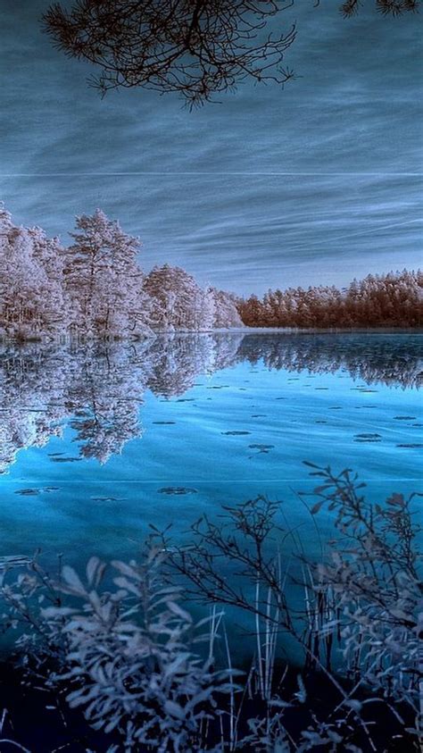 Download Wallpaper 480x854 Trees Hoarfrost Lake Colors Dark Blue