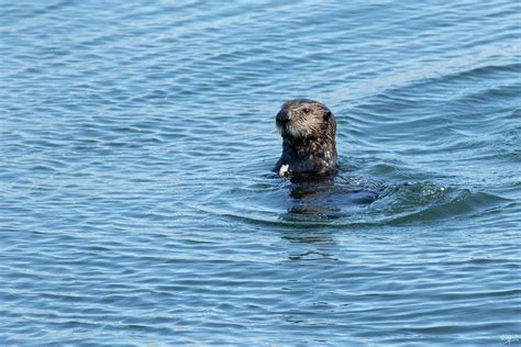 Morro Bay Sea Otter 8876 Photograph By Seans Coastal Visions Fine