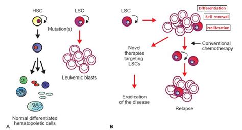 Figure 1 From Leukemic Stem Cells Shows The Way For Novel Target Of