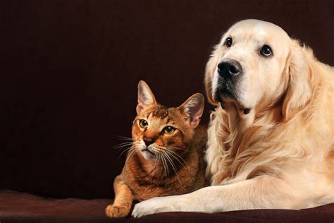 Golden Retrievers And Cats I 11 Things You Need To Know I Discerning Cat
