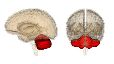 5 New Studies Report Previously Unknown Cerebellum Functions