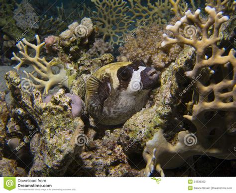 Masked Puffer Fish Resting On A Coral Stock Photo Image Of Marine