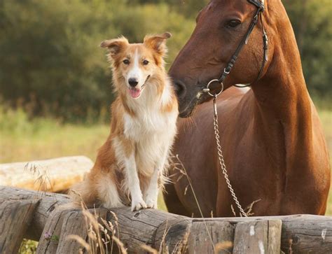 Red Border Collie Dog And Horse Together At Sunset In Summer Horses
