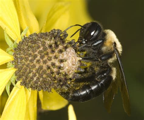 Why are carpenter bees a problem? Carpenter Bee Pest Control Services | Local, family-owned and operated!