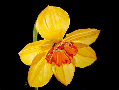 Daffodil Painting By Carol Blackhurst Fine Art America