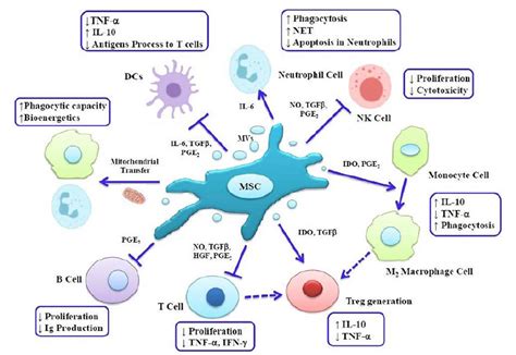 Figure 2 From Potential Of Mesenchymal Stem Cell Derived Exosomes As A