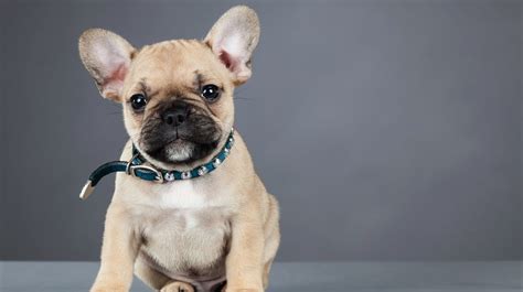 French bulldogs are probably one of the easiest dog breeds to train. 11 Facts About French Bulldogs | Mental Floss