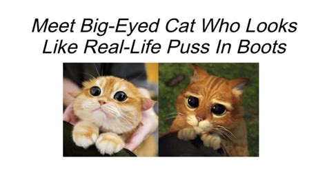Meet Big Eyed Cat Who Looks Like Real Life Puss In Boots