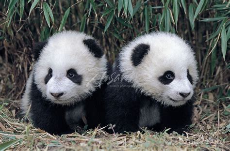 Twin Giant Panda Cubs In A Bamboo Grove Wolong Panda Reserve Sichuan China If Twins Are Born