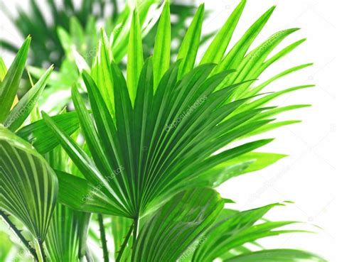 Green Palm Leaves Stock Photo By ©belchonock 105171096