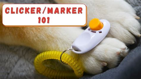 Clicker Training For Dogs And Cats How To Teach Clicker Training To A