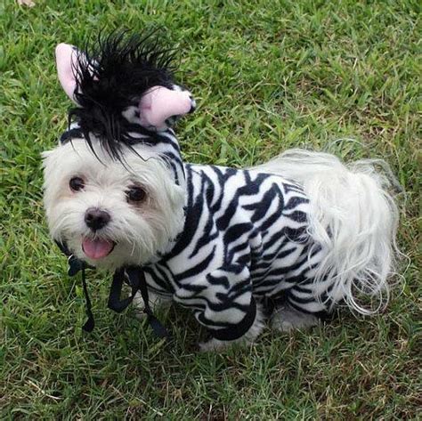 15 Coolest Dog Costumes